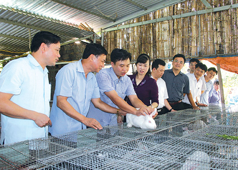 Lãnh đạo tỉnh thăm một số trang trại tiêu biểu